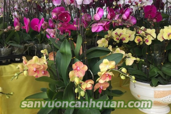 cay-hoa-lan-ho-diep-1-1-500x400 Cây hoa lan hồ điệp mùi hương dễ chịu tô điểm căn phòng bạn