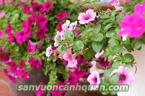 hoa-da-yen-thao-1-600x400 Cây hoa dạ yến thảo được nhiều người ưa thích vì màu sắc sặc sỡ và nhiều công dụng